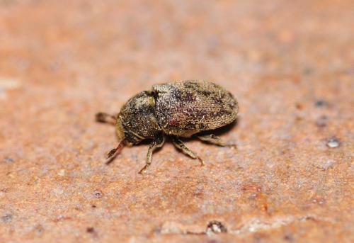 Réf. 320 600 : Hylesinus varius